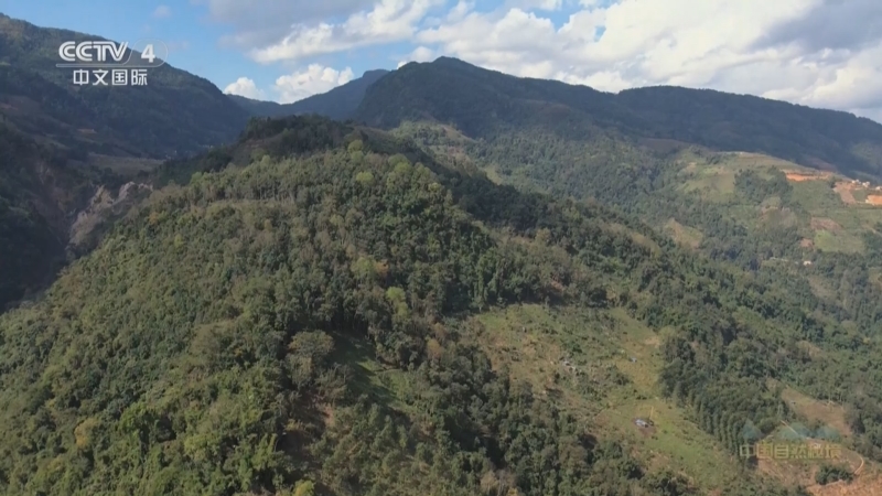 《远方的家》 20250909 中国自然秘境 雨林寻踪 绿野探秘