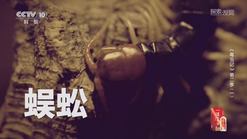 《探索·发现》 20250910 《毒虫记》第二季（1）蜈蚣
