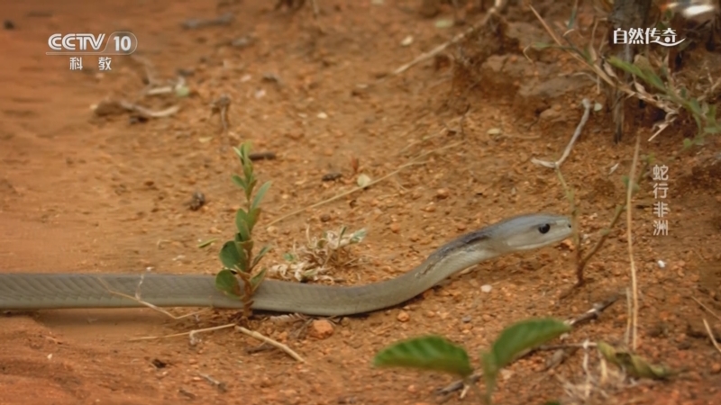 《自然传奇》 20250916 蛇行非洲