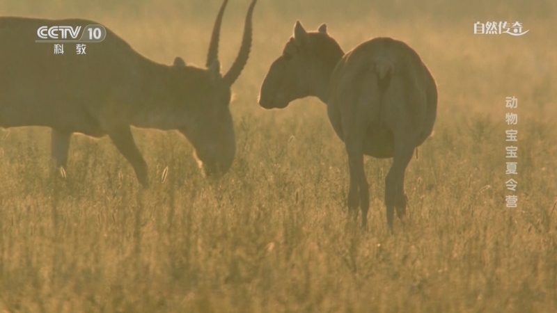 《自然传奇》 20250920 动物宝宝夏令营