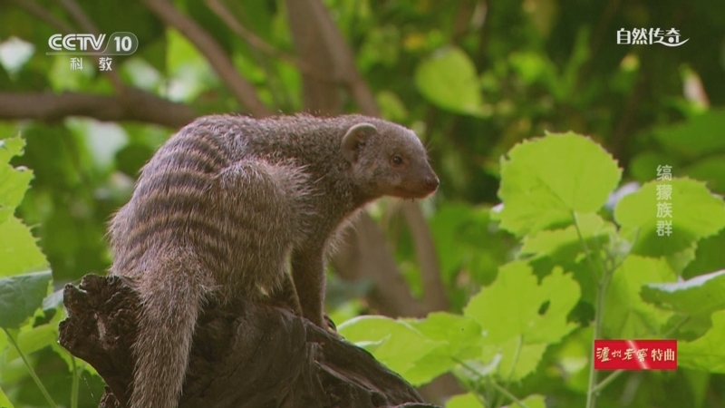 《自然传奇》 20250924 缟獴族群