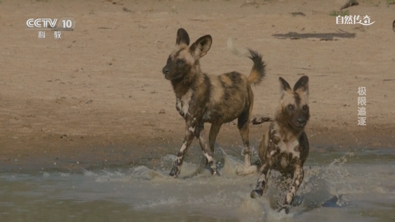 《自然传奇》 20250929 极限追逐