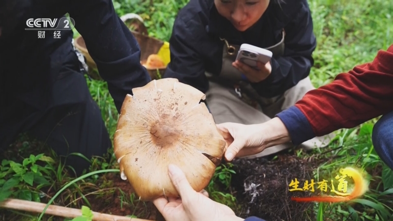 《生财有道》 20251001 民间有高手：菌市掌“鲜”人