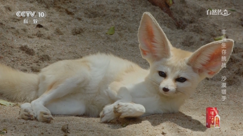 《自然传奇》 20251004 非洲生存挑战 沙漠猎手
