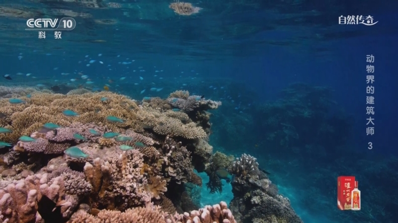 《自然传奇》 20251012 动物界的建筑大师 3