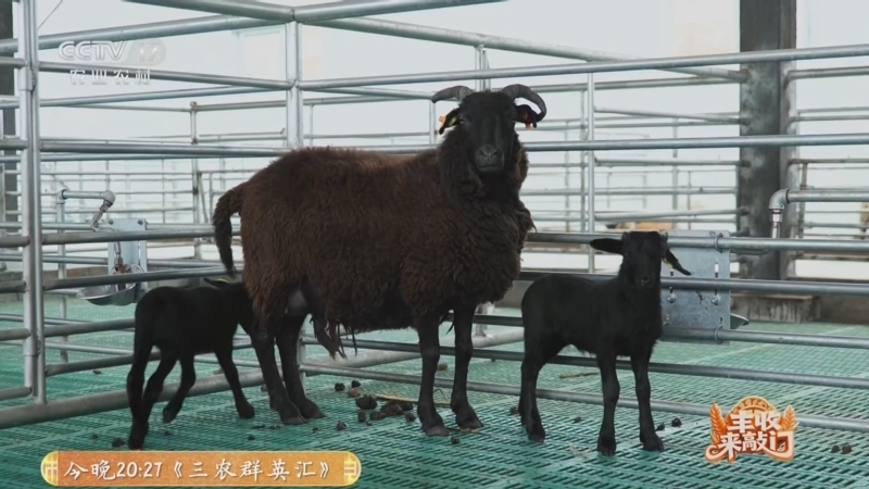 《谁知盘中餐》 20251022 丰收来敲门 多彩布拖庆丰年