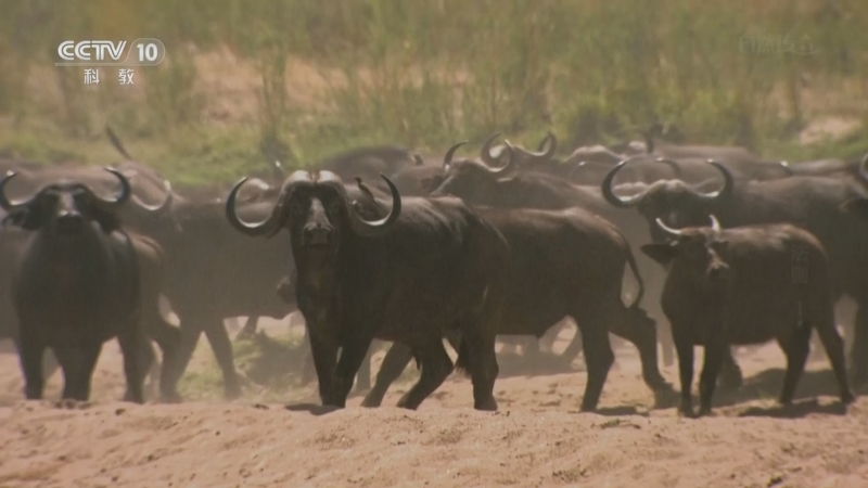 《自然传奇》 20251027 狮子法则 1