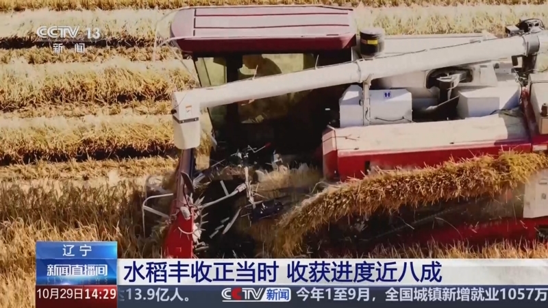 辽宁 水稻丰收正当时 收获进度近八成