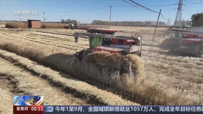 辽宁 水稻丰收正当时 收获进度近八成