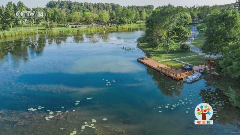 《智慧树》 20251104