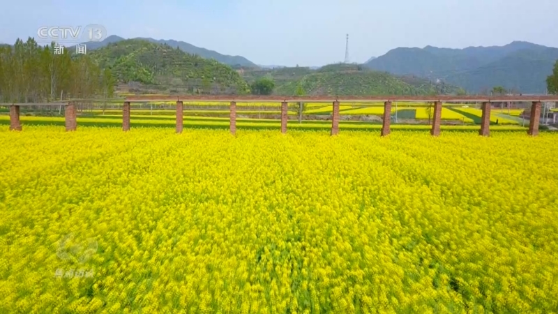 《焦点访谈》 20251105 培育“金种子” 提稳菜篮子