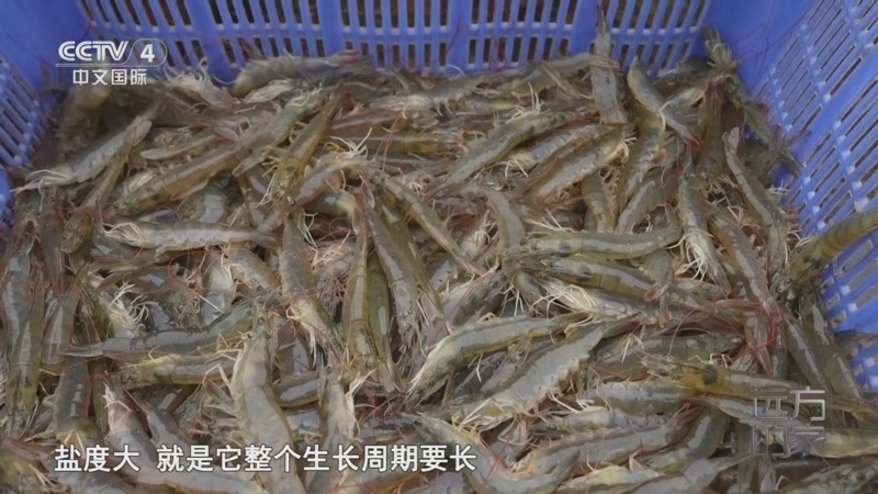 《远方的家》 20251105 远方的家——走进天津长芦汉沽盐场 盐鲜海味 候鸟家园