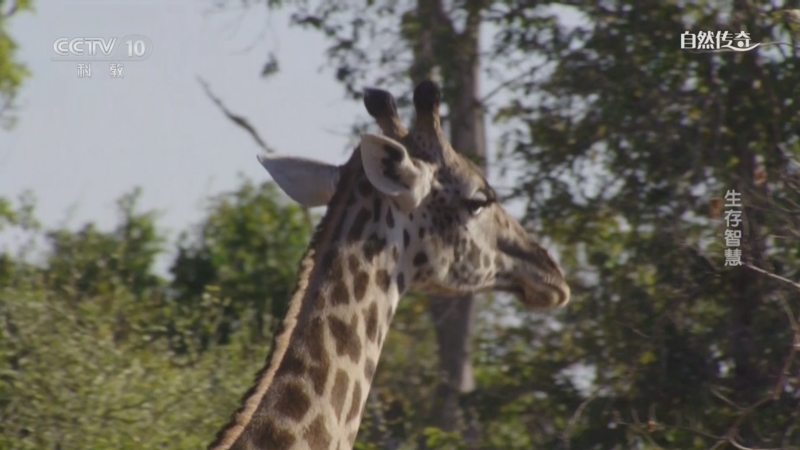 《自然传奇》 20251110 生存智慧