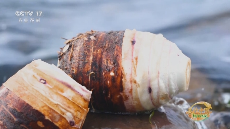 《谁知盘中餐》 20251111 丰收来敲门 挖出丰收好滋味