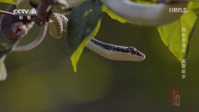 《自然传奇》 20251114 终极幸存者 高空能手