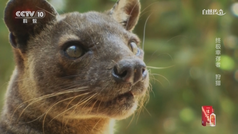《自然传奇》 20251115 终极幸存者 狩猎