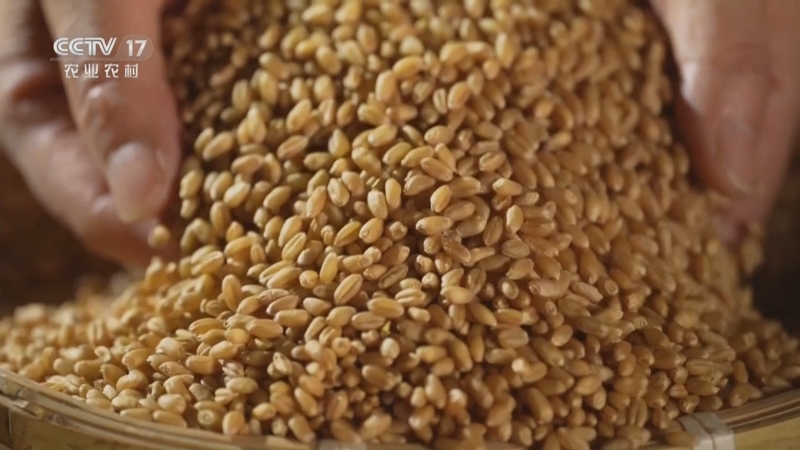 《谁知盘中餐》 20251119 丰收来敲门 奇特水果迎丰收