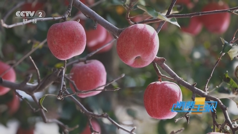 《消费主张》 20251127 冬季果园新宠上市（上）：苹果红了