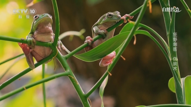 《自然传奇》 20251130 狂野刺客 伪装术