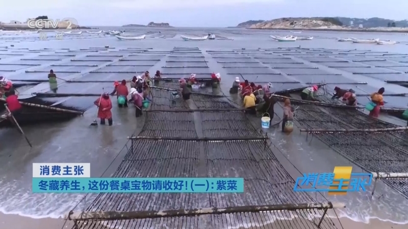 《消费主张》 20251201 冬藏养生，这份餐桌宝物请收好！（一）：紫菜