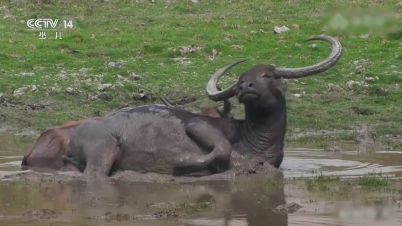 《智慧树》 20251204