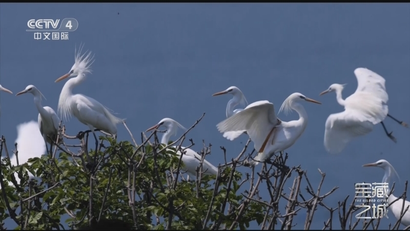 《远方的家》 20251204 宝藏之城 群岛秘境 生态宝库