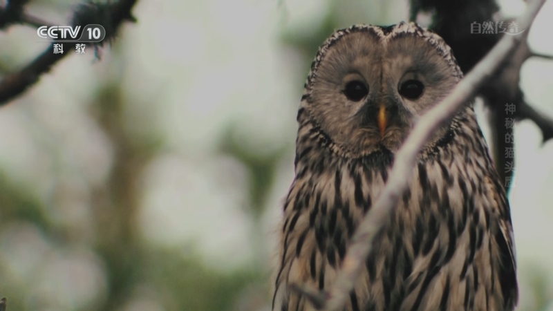《自然传奇》 20251206 神秘的猫头鹰