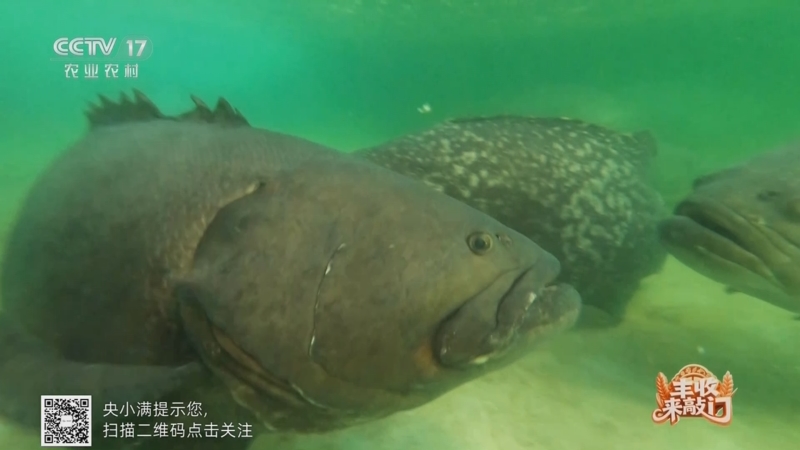 《谁知盘中餐》 20251210 丰收来敲门 大个儿的鱼别样鲜