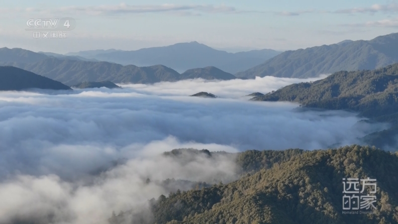 《远方的家》 20251211 中国自然秘境 雨林中的自然故事