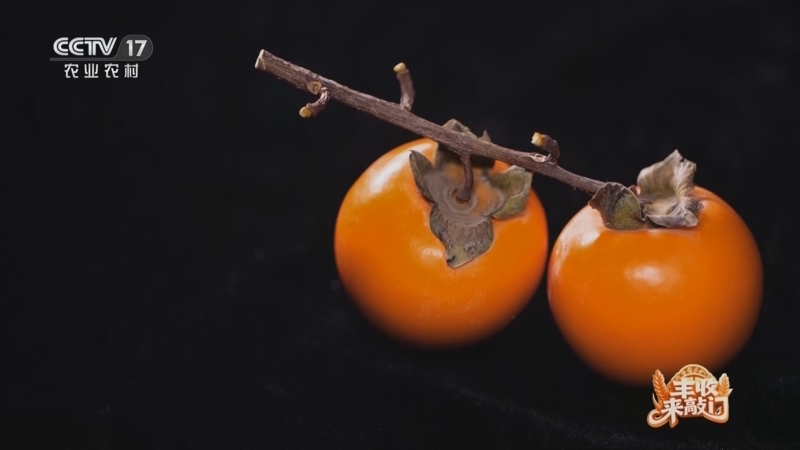 《谁知盘中餐》 20251212 丰收来敲门 冬藏好柿暖舌尖