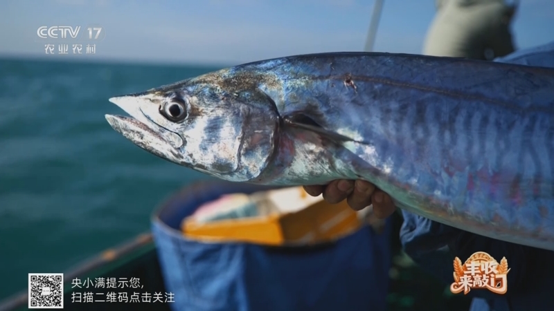 《谁知盘中餐》 20251215 丰收来敲门 冬日的鱼儿格外鲜