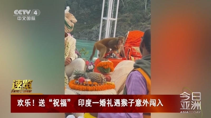 欢乐!送"祝福" 印度一婚礼遇猴子意外闯入