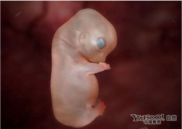 com_mongol home page