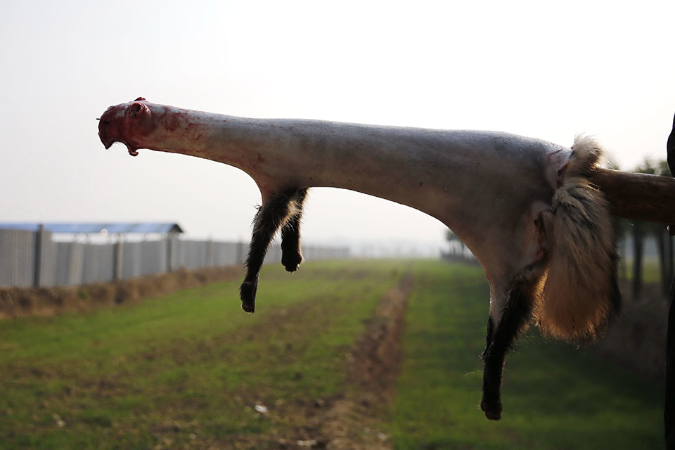 狐狸皮2013年11月21日,西安市,在临潼区南王村蓝狐养殖园区.