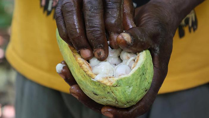 加纳迎来可可收获季加纳被誉为"可可之乡",是仅次于科特迪瓦的全球第