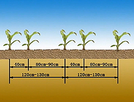机械化玉米宽窄行倒茬平作技术