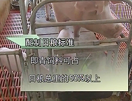 巧配巧用猪饲料