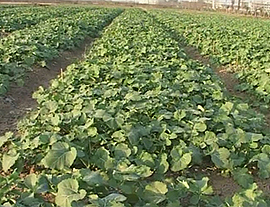 油菜栽培与提高种植效益技术方案