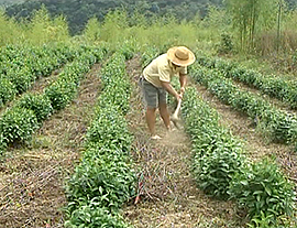 茶叶病虫害防治技术