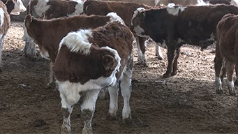 价格回升 全国肉牛养殖连续六个月盈利