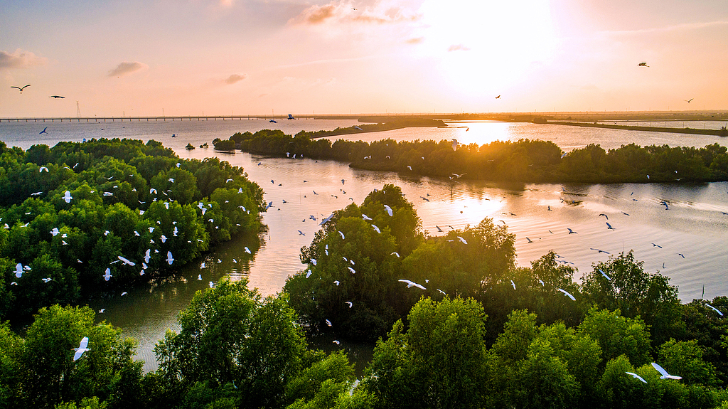 “十四五”我国300余种濒危植物野外回归