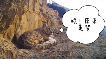 “豹氏家族”Vlog曝光！祁连山区40余只雪豹“抢镜”