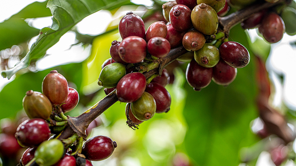云南保山 金融物流助力 小粒咖啡产业升级