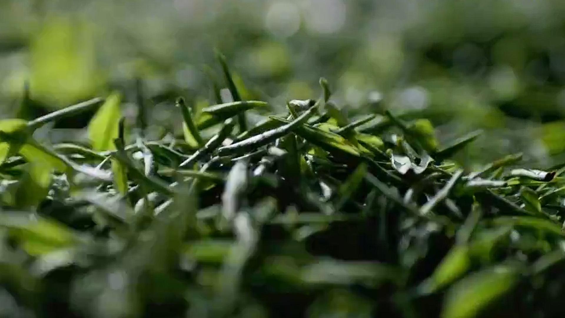 寻觅雅安：万里茶路上的千年回响