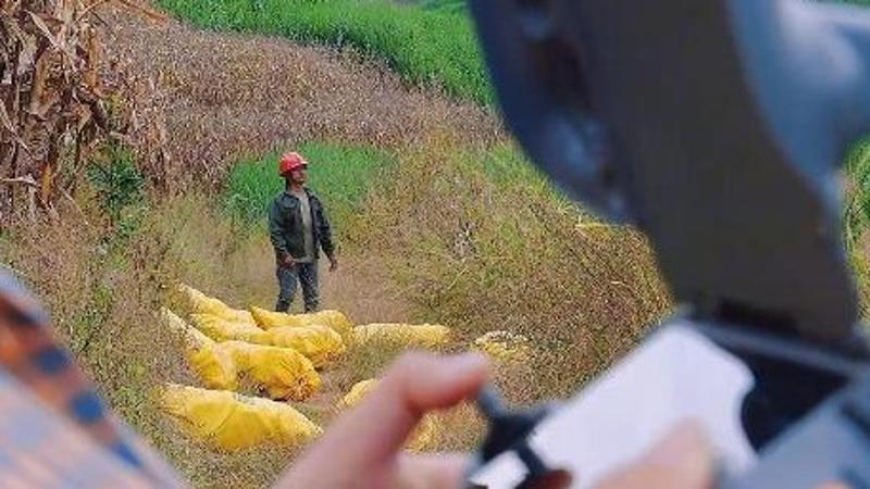 云南双江：无人机“背”玉米  新农人玩转低空经济