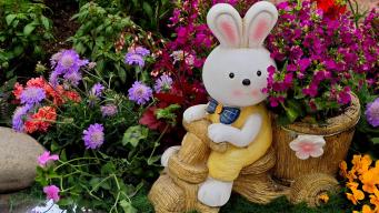 春日限定｜玉渊潭的花间絮语与“顶流”萌兔