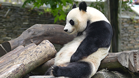 IPanda Love Panda ipanda-love-panda