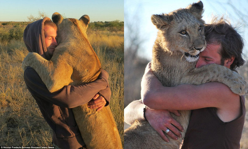 人狮情缘 非洲狮子与动物保护者亲密相拥