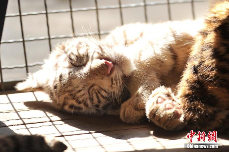 动物园小老虎暖阳下酣睡卖萌十分可爱
