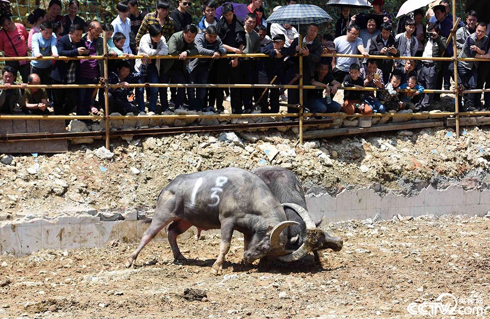 广西柳州举办首届斗牛争霸赛 10头斗牛轮番激战